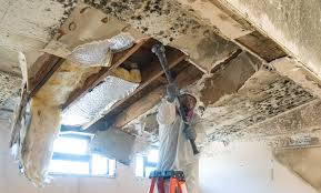 Best Commercial Mold Inspection  in Mikes, TX